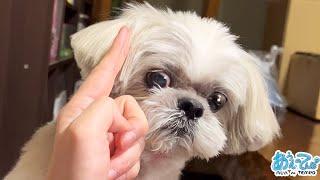 The look on the dog's face as he shows off his secret knock-down technique for a treat is amazing...