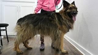 Farm Shepherd first EVER groom in NINE YEARS!