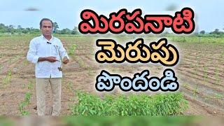 మిరప నాటే రైతులు తీసుకోవాల్సిన జాగ్రత్తలు! chilli succesful cultivation.