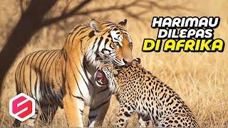 MENGERIKAN..!! Ketika Harimau dilepas di Afrika, langsung Habisi Ratusan Hewan, Singa nggak berkutik