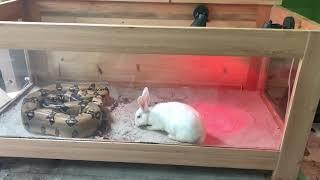 Boa Constrictor attack rabbit feeding (live feeding)