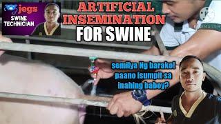 Artificial Insemination for Swine  ||PAG SUSUMPIT NG SEMILYA NG BARAKO SA INAHING BABOY.