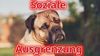 Von wegen Familienmitglied - bei diesem Thema werden Hunde rücksichtslos vernachlässigt