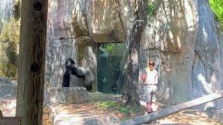 Two keepers were left in an enclosure with Elmo, a male silver back gorilla, at the Fort Worth zoo!