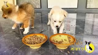 Funny Puppies Food Review Videos  Petify TV Dogs Series 2  Petify TV puppies food review 2024