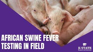 African Swine Fever Testing In Field