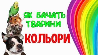 Як ТВАРИНИ бачать світ. Які кольори вони бачать.