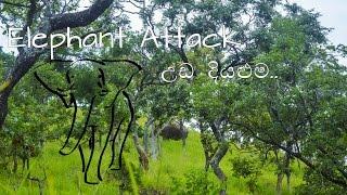 Wild Elephant attack - උඩ දියළුම