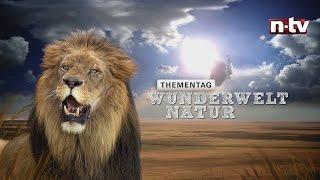 n-tv Thementag: Wunderwelt Natur - 24.12 bei n-tv und online bei n-tv now