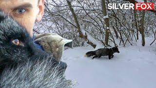 Spaziergang mit Black Fox durch den verschneiten Wald @DenisKorza 