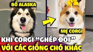 Khi Corgi béo lùn 'GHÉP ĐÔI' với các giống chó khác thì HẬU DUỆ của chúng sẽ trông NTN  | Gâu Đần