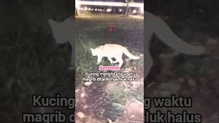 Kucing Menghilang ditarik makhluk halus #viral #heboh #menyeramkan