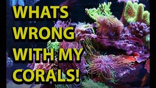 What's Wrong With My Corals ! \\ Troubleshooting Aquariums