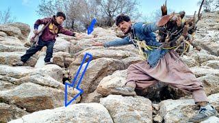 Afshin's nomadic life in the mountains, Afshin's efforts to collect firewood for the winter 