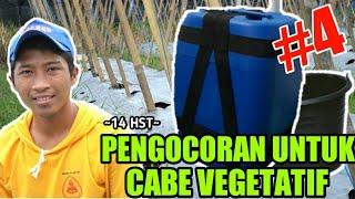 CARA PENGOCORAN TANAMAN CABE | CARA MENANAM CABE