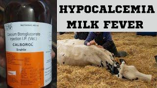 MILK FEVER| HYPOCALCEMIA  | CONECPT & TREATMENT