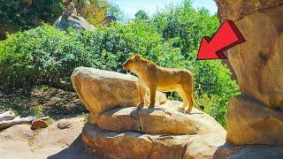 Denver Zoo Colorado Ultimate Full Tour 2024