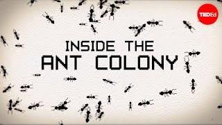 Inside the ant colony - Deborah M. Gordon