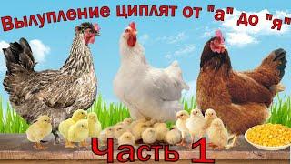 Часть1. Три курицы в один день вывели цыплят! Цыплята с весны до осени! Смотреть всем!
