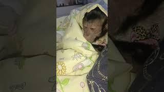 Не трогай меня, я в домике #monkey #обезьяна #животные #капуцин #pets #babymonkey #animals #funny