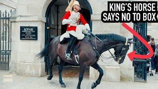 HORSE SAYS NO TO BOX & DOES THIS ️ | Horse Guards, Royal guard, Kings Guard, Horse, London, 2024
