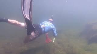 Part 2 - Spearfishing on the Coquille River with ODFW