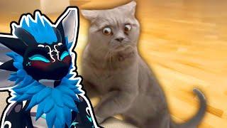 Furry Reacts to Daily Dose of CATS