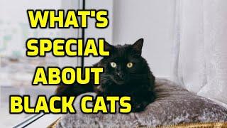 10 Fun And Interesting Black Cat Facts!