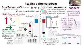 Interpreting & working with protein chromatography chromatograms - w/practical look on an AKTA