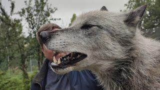 European Wolf experience @wolves of Wiltshire UK,14th August 2023(Link in description).