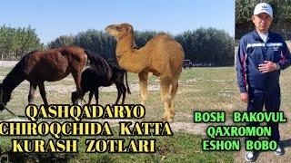 QASHQADARYO CHIROQCHIDA JUDA KATTA KURASH ZOTLARI JUDA KUP EKAN 3.10.2022