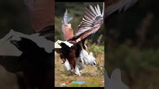 Eagle and Cat playing, Eagle and cat funny video.  