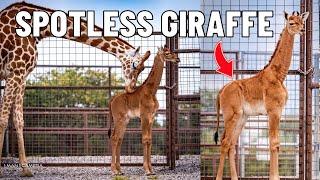 We Visited The World’s Only Spotless Giraffe in Tennessee | Brights Zoo Full Tour