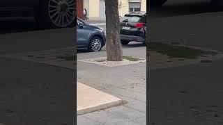 Sorpresa tra i giardini del viale Italia (video inviato da un lettore)