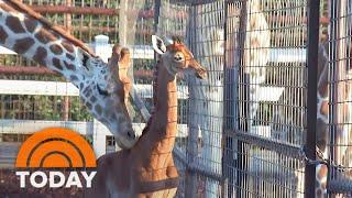 Name of spotless baby giraffe announced exclusively on TODAY
