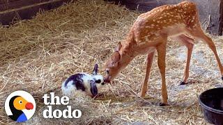 Baby Deer Only Takes Naps With Her Baby Bunny | The Dodo Odd Couples