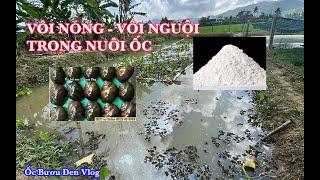 Tầm Quan Trọng Của Vôi Trong Nuôi Ốc Bươu Đen, Ốc Nhồi: Ốc Nhồi Giống Đắk Lắk