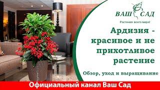 Ардизия - обзор растения, способы ухода и выращивания. Ваш Сад