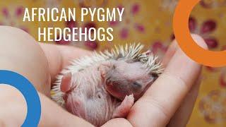 1 week old African Pygmy Hedgehogs