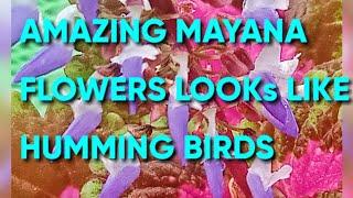 MAYANA AMAZING FLOWERS HUMMING BIRDS@BOKNOYpalaboyTV