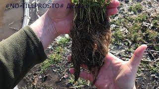 NO-TILL. Результаты применения биоорганического удобрения с осени.