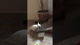 Sensation, a talking cockatoo Roma works. Сенсация, говорящий попугай какаду Рома работает.