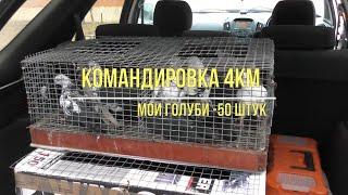 27.11.19. Голуби Командировка 4 КМ 50 Штук. Pigeons Business Trip 4 KM 50 Pieces