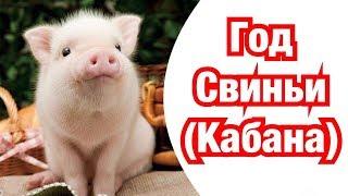 Год Свиньи (Кабана) – описание и характеристика знака