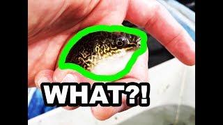 AQUACULTURE Lab Part Three Aquarium Fish Science PUFFER FISH & ANGEL FISH