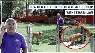 HOW TO TRAIN YOUR DOG TO "STAY" | DOG TIPS #3