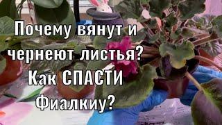 ФИАЛКА ЗАБОЛЕЛА! Часть 1. ПОЧЕМУ? КАК ВЫЛЕЧИТЬ?