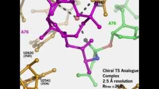 Ribosome Translation