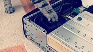 Cat, Cat Dj, Кошка Ди-джей, Кошка, Katze.