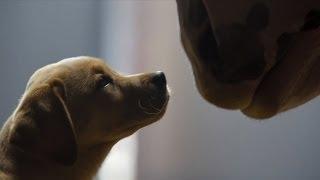 Budweiser Clydesdale Puppy Love Super Bowl 2014 Commercial